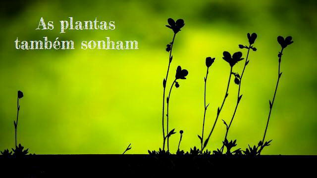 plantas